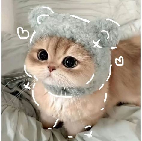 Alfredo
